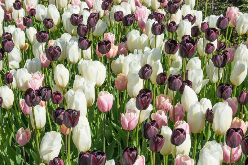 Tulipanblanding 'Snowfall Kiss'